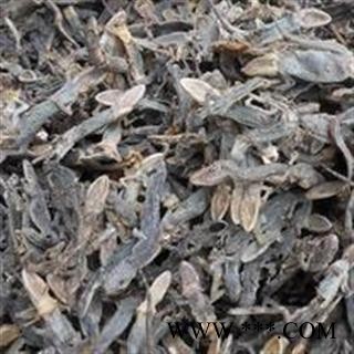 吉康药业壁虎 守宫、蝘、蜒、蝎虎、壁宫图3