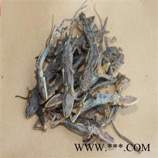 吉康药业壁虎 守宫、蝘、蜒、蝎虎、壁宫图2