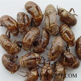 蝉蜕选货正品保证质量7天无理由退货退款 华安堂图4