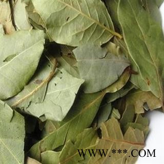 圣草康园 丁香叶 紫丁香叶 药用非调料香叶 非石楠叶图2