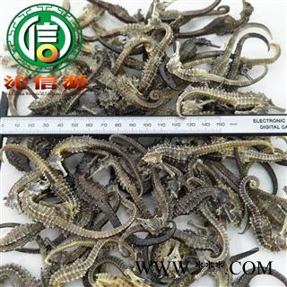 【满包邮】清水海马平均0.5克每条散装广东产地直供沁信源中药批发图2