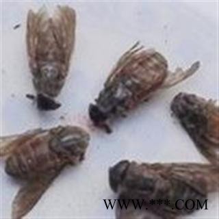 牛虻虫 大个蜚虻 牛蚊子 牛苍蝇 瞎虻虫图2