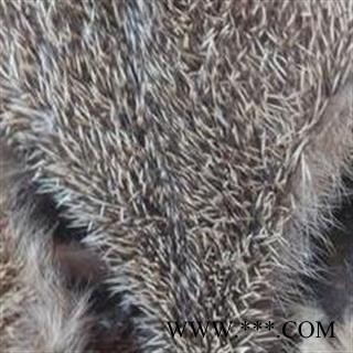 炒刺猬皮 产地直销图2