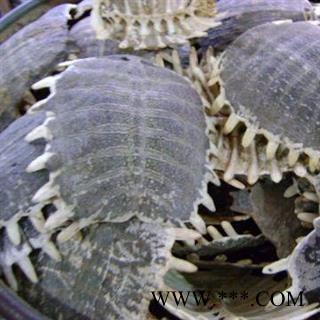 鳖甲 生鳖甲统货 不掺下甲 产地 山东省图2