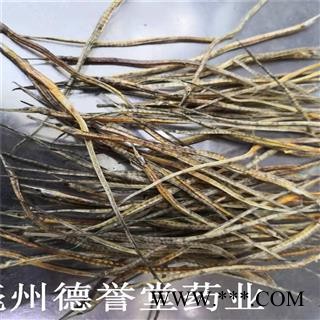 德誉堂药业海龙 统 小海龙 海蛇 产地 浙江图3