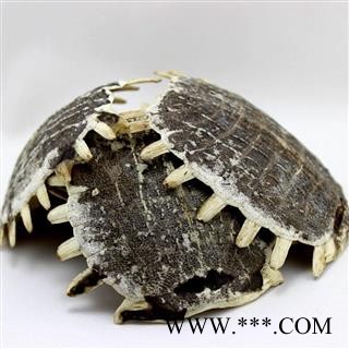 鳖甲 全鳖甲整个正品保证质量7天无理由退货退款 中药材批发 丽丽药业图2