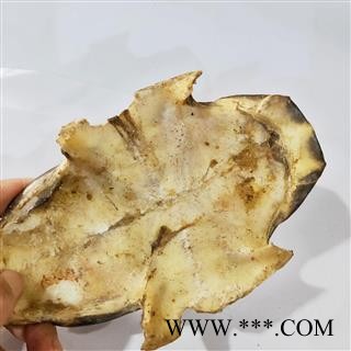 龟板 本店新到去膀龟板好货干度好货干净旱龟板 产地 湖北省图3