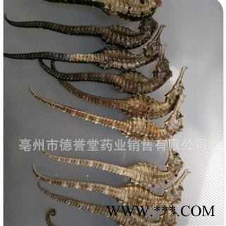 海马 选 海马 2.5克 产地 福建 本店批发零售各种中药材图2