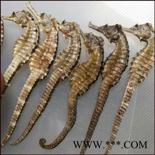 海马 选 海马 2.5克 产地 福建 本店批发零售各种中药材图3