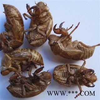 蝉蜕水洗货统货正品保证质量7天无理由退货退款 华安堂图3