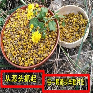 野菊花菊花茶秦岭野生菊花胎菊清心明目小黄菊花野菊花茶散装500g图4