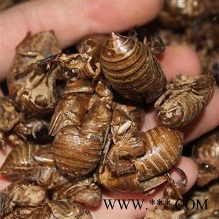 吉康药业蝉蜕 自然土无增重 虫蜕 知了壳 蝉退 蝉衣 蝉壳 蚱蟟皮 虫退 虫蛻图2
