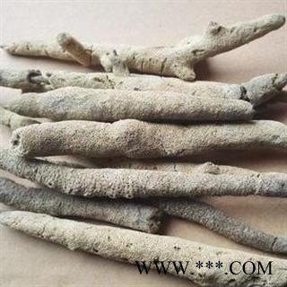 小丽百草行 紫梢花  紫稍花 紫霄花 淡水海绵图2