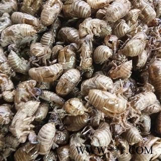 蝉蜕 蝉蜕水洗一遍净货 产地 山西省图2