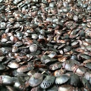 德誉堂药业 九香虫 统装大九香虫 产地 四川图3