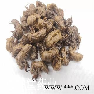 德誉堂药业 蝉蜕 各种规格蝉蜕 产地 山东图3