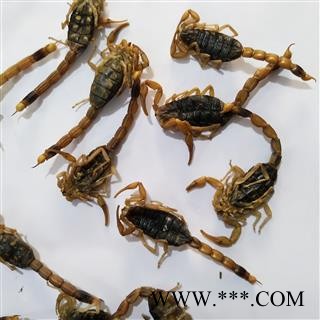 全蝎 山东淡盐全蝎秋货 产地 山东省图1