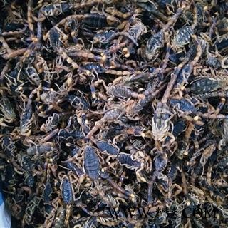 全蝎 山东淡盐全蝎秋货 产地 山东省图2