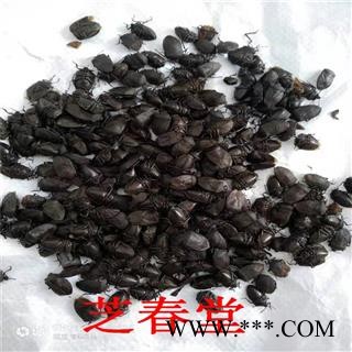 中药材昆虫类九香虫 千钟药材打屁虫臭板虫清水小九香虫量大从优图3