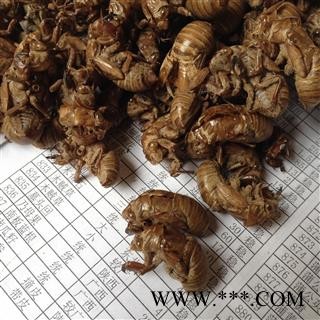 蝉蜕 蝉蜕净货 水洗三遍 产地 安徽省图2