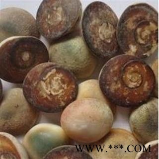 小丽百草行太极石 水云母 海螺盖 催生子图1