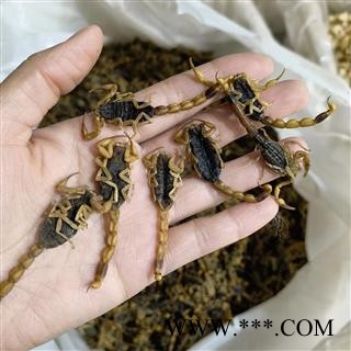 全蝎 山西陕西淡盐全蝎秋货 产地 山西省图3