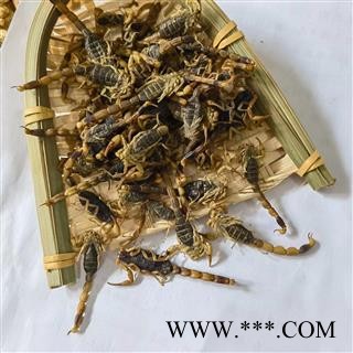 全蝎 山西陕西淡盐全蝎秋货 产地 山西省图2