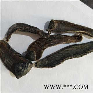 水蛭 选装清水吊杆水蛭 产地 湖北省图2