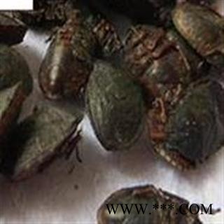 精选 小九香虫 酒香虫 量大从优质量好 假一赔十图2