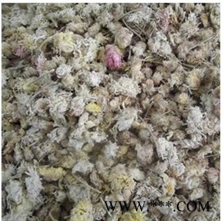 菊花 亳菊 产地 安徽省亳州市  产地直销图2