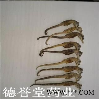 海马 平马，1克每条 清水海马 德誉堂批发各种中药材图4