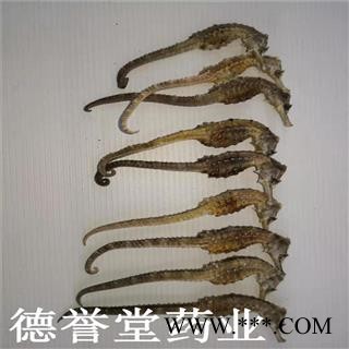 海马 平马，1克每条 清水海马 德誉堂批发各种中药材图3