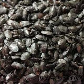 德誉堂药业 九香虫 选 大九香虫 产地 四川图3