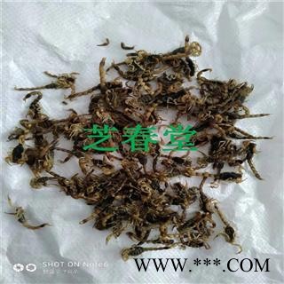 芝春堂 供应 优质 盐水蝎子 全虫 清水全蝎 各种规格 量大价优图2