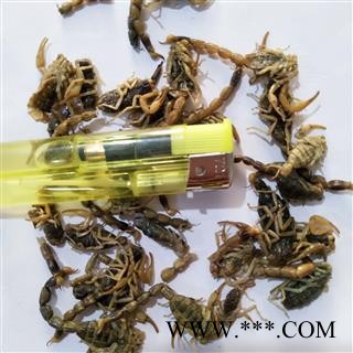 全蝎 新疆淡盐全蝎秋货 产地 新疆维吾尔自治区图4