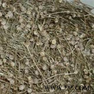 统24 好统30 谷精草 鱼眼草 珍珠草 天星草 佛顶珠图2