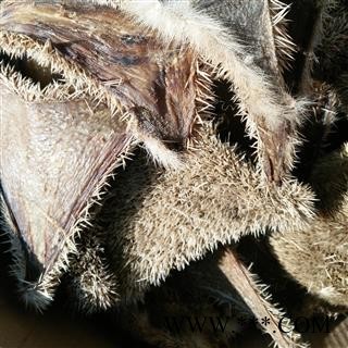 刺猬皮 选货 去肉 产地 山东省图2