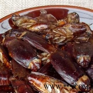 蟑螂 野生蟑螂选货 质量好 价格低  产地 山东省图2