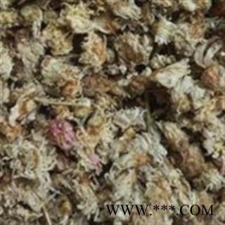 菊花 好菊花正品菊花 产地 河北省图3