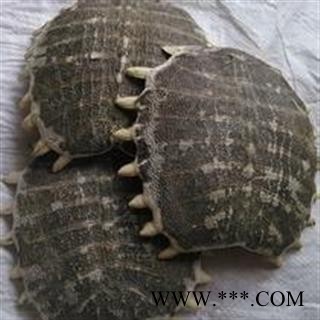 【录建药业】鳖甲 生鳖甲 产地 河北省图2