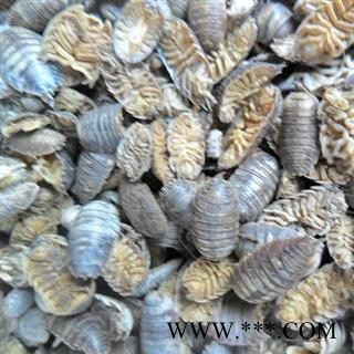 鼠妇虫选货 质量好 价格低  产地 山东省图2