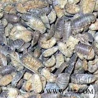 鼠妇 潮虫 地虱 鼠负 鼠姑 湿生虫  统货 产地 安徽省 正品 包含量 本店经营品3000余种中药材冷背中药材【安徽省冰源堂药业】图2