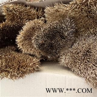 刺猬皮 精选 产地 河南省平顶山市汝州市图3