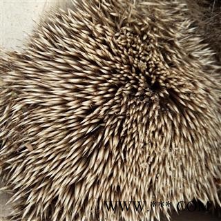 刺猬皮 精选 产地 河南省平顶山市汝州市图4