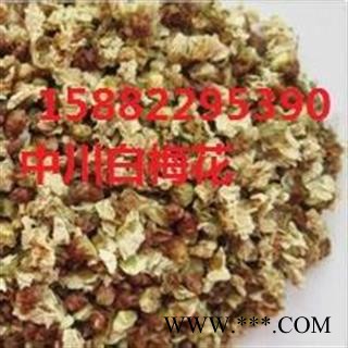 中川白梅花 产地四川 库存500可售图2