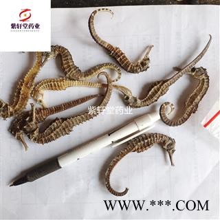 海马 海马中条 1克左右 小海马 产地福建省 地道药材 紫轩堂药业图2