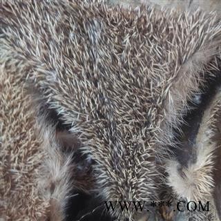 正品整张生刺猬皮选货 质量好 价格低 产地直销  产地 山东省图2