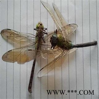 蜻蜓 统货 产地 河南省图2