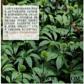 3年 三七花田七花产地直销今年新货足干颜色好专营贵细类冷被偏门 专注品质图4