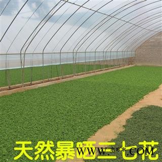 3年 三七花田七花产地直销今年新货足干颜色好专营贵细类冷被偏门 专注品质图2